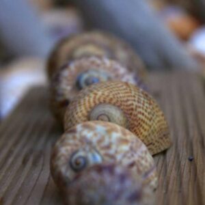 detail-gites detail-gites