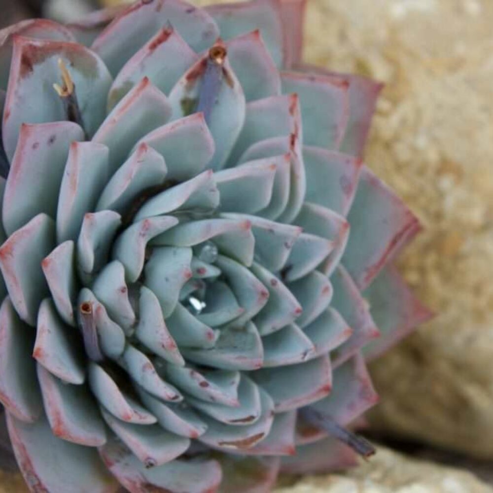 fleur-jardin fleur-jardin