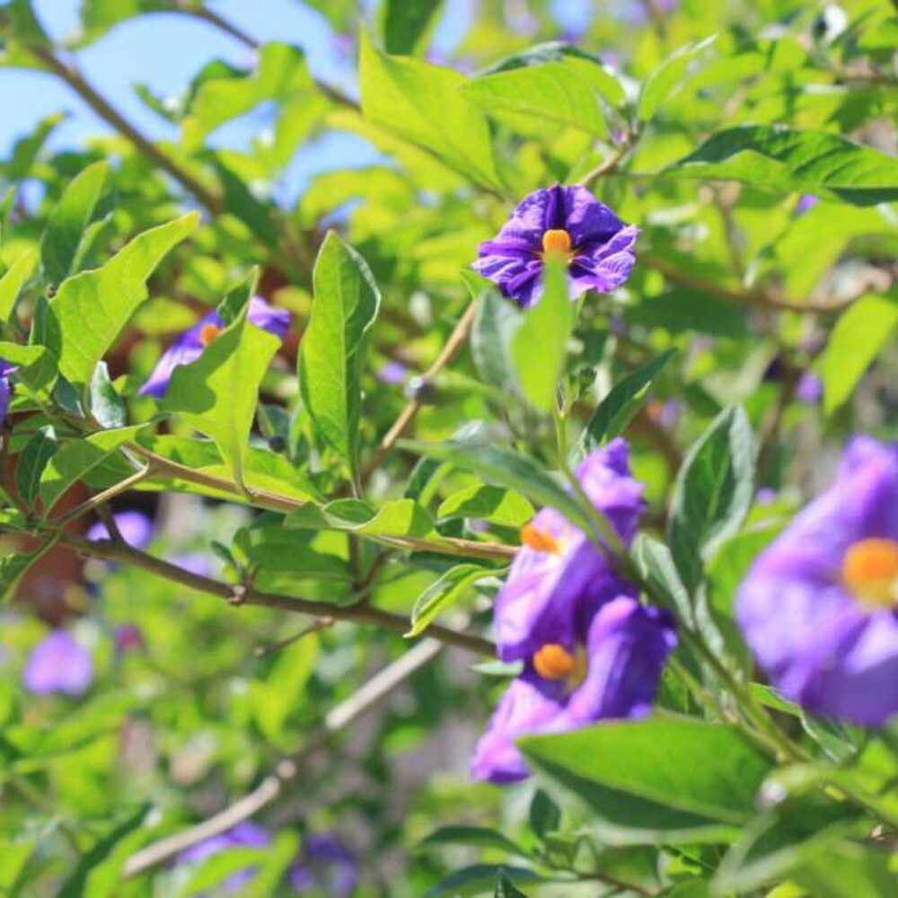 fleur-la-poussada fleur-la-poussada