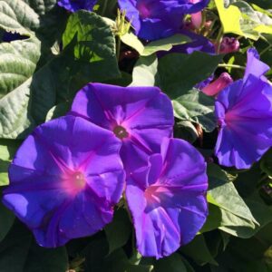 la-poussada-piscine-jardins-02 la-poussada-piscine-jardins-02