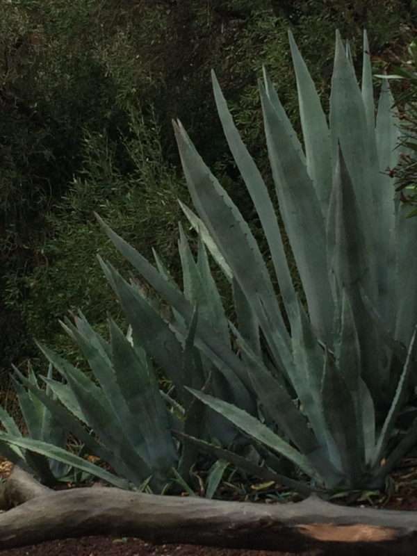 Aloes-Garten, die Poussada