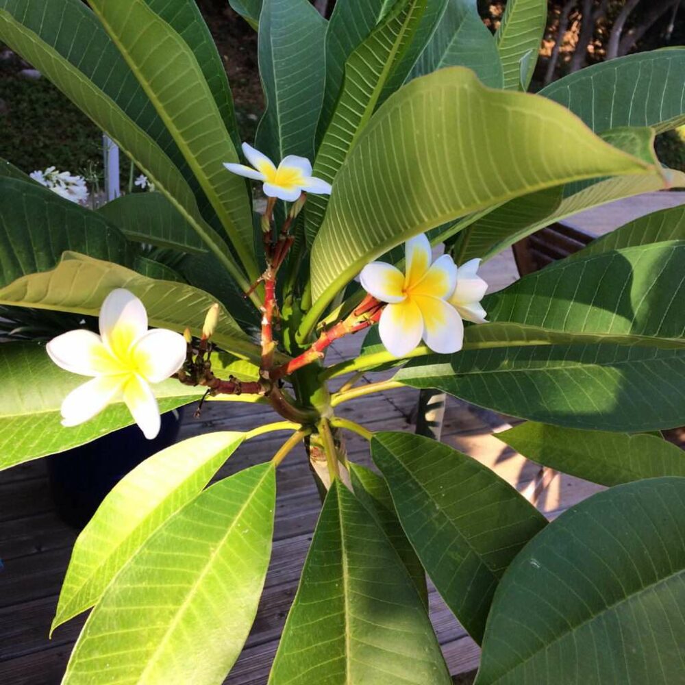 la-poussada-piscine-jardins-09 la-poussada-piscine-jardins-09