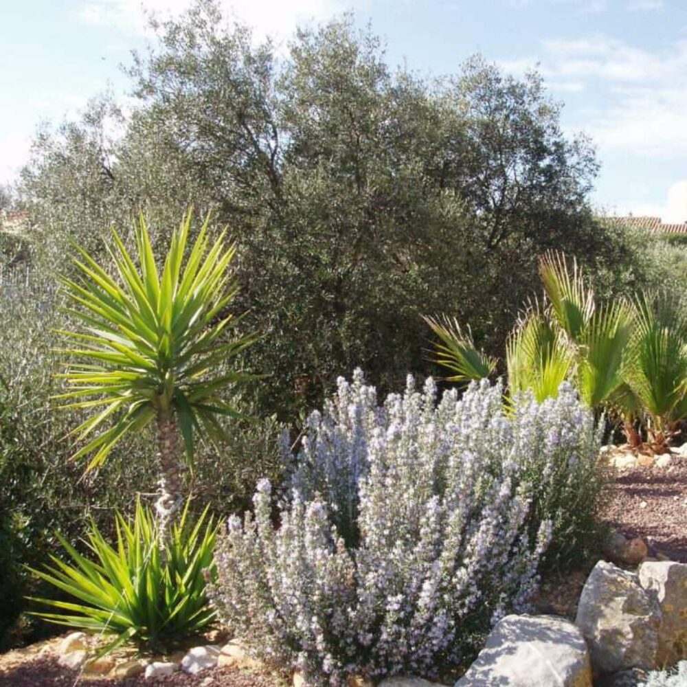 la-poussada-piscine-jardins-11 jardin, la Poussada