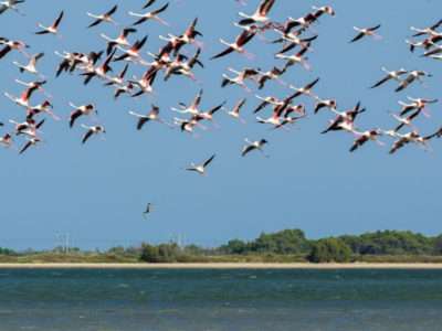 Flug von Flamingos am Étang de la Palme