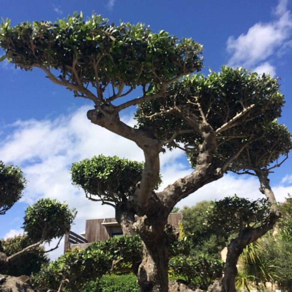 location-leucate-languedoc-vue-mer-10 les cubes, olivier taille nuage