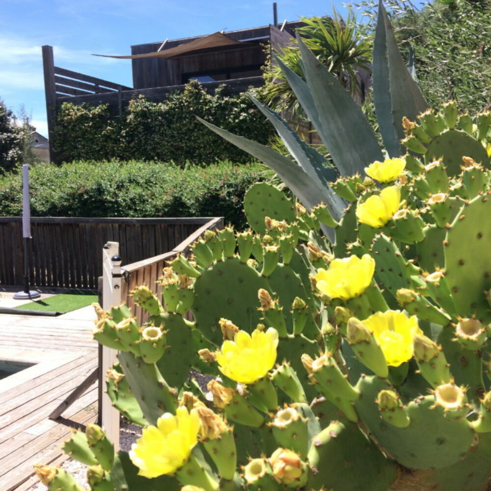 location-leucate-languedoc-vue-mer-12 la poussada, les cubes jardin