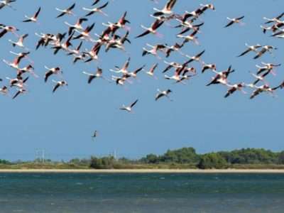 Etang de la Palme and its pink flamingos