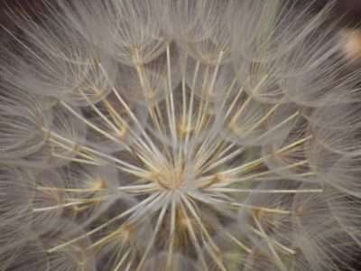 dandelion-pissenlit
