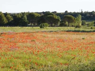 stroll in the Garrigue