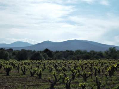 Weinstock von La Palme Blick auf das Roquefort-Gewächshaus von Corbières